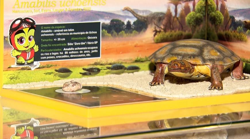 Novo fóssil  de tartaruga descoberto em Uchoa