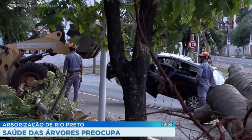 Saúde das árvores, em Rio Preto, tem preocupado autoridades