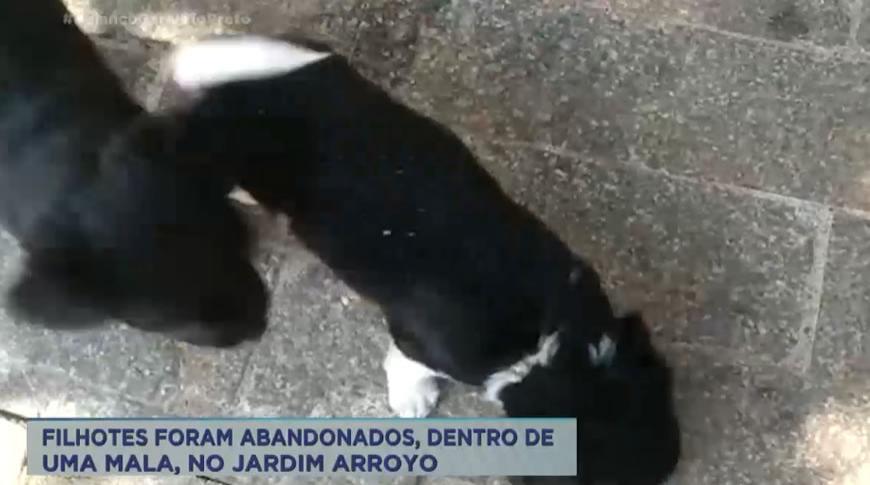 Filhotes de cachorro foram abandonados, dentro de uma mala no Jardim Arroyo