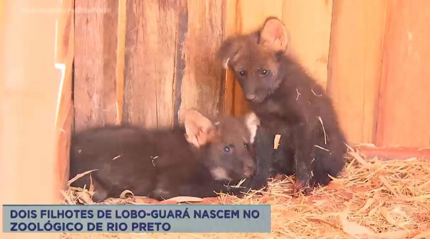 Dois filhotes de lobo-guará nascem no Zoológico  de Rio Preto