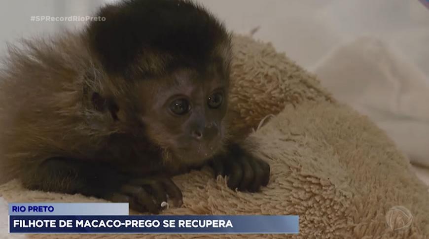 Polícia apreende filhote de macaco-prego que seria vendido, no