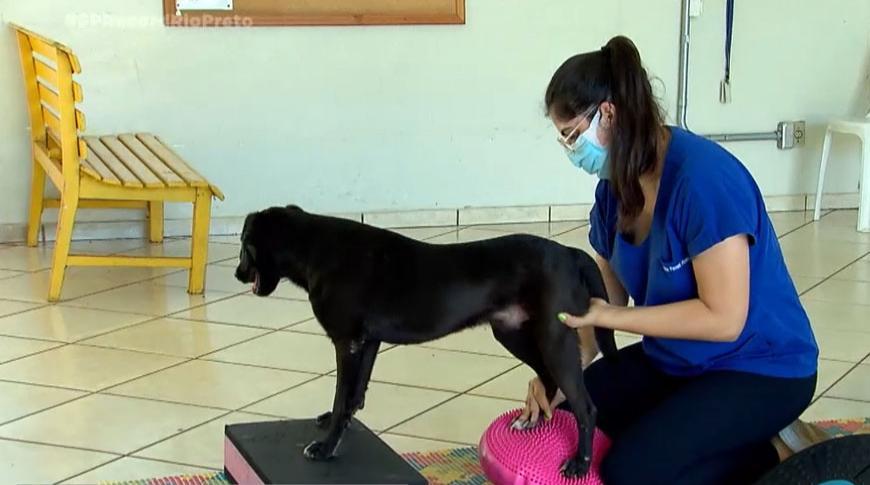 Cão atropelado em Catanduva  se recupera de sequelas voltando a andar