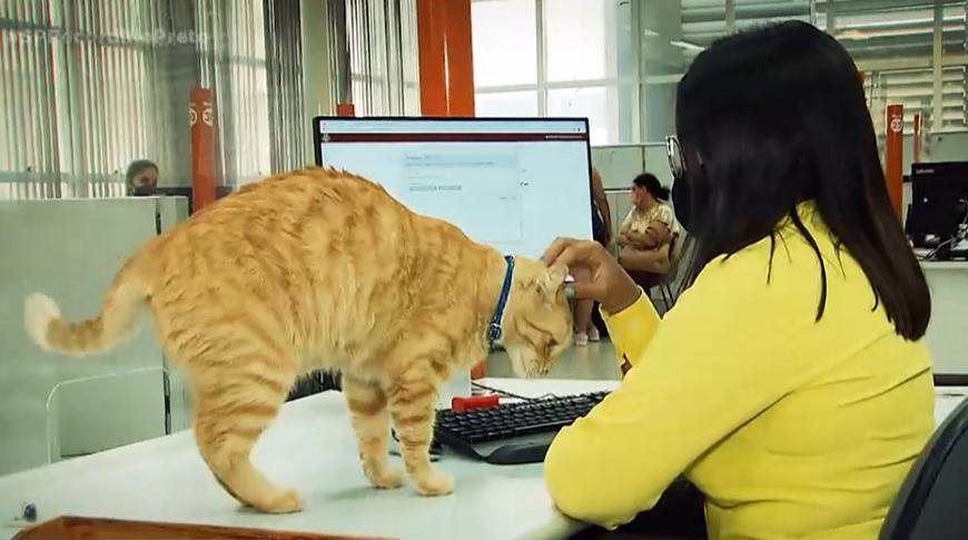 Gato funcionário vira atração no Poupatempo
