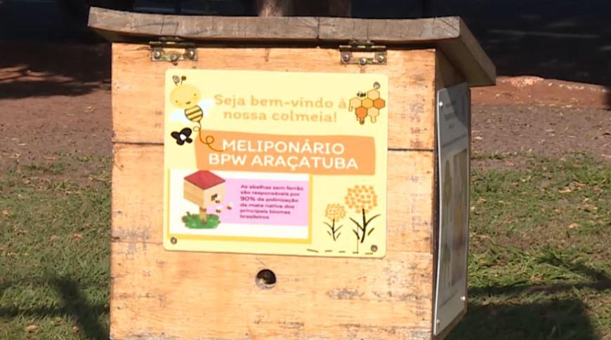 ONG adota praça de Araçatuba para cultivar abelhas