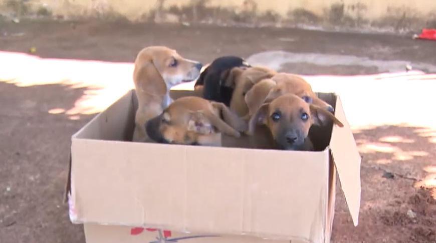 Filhotes de cães são encontrados dentro de mala em Rio Preto