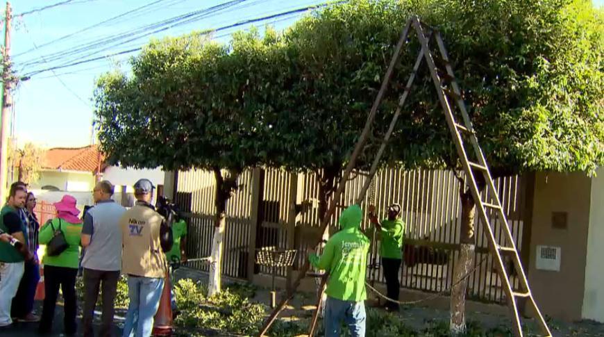 Podadores de árvores de Rio Preto reclamam das regras da Secretaria de Meio Ambiente