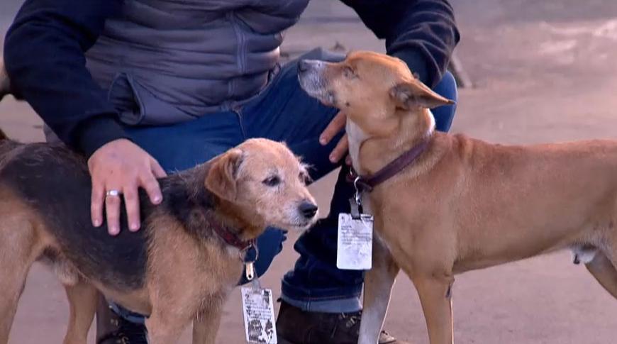 Cães que vivem em posto de Rio Preto ganham crachás como funcionários