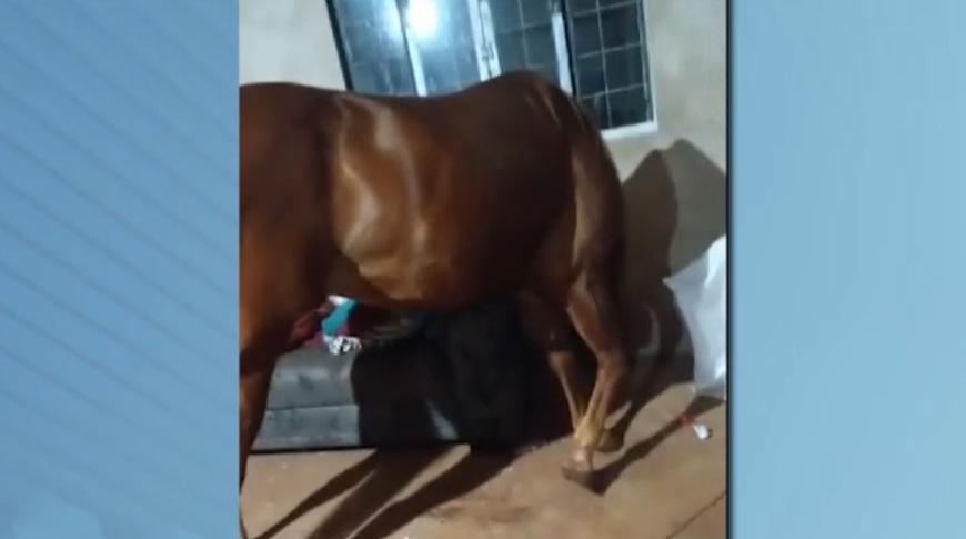 Pai denuncia filho por furto de cavalo em Guaraci