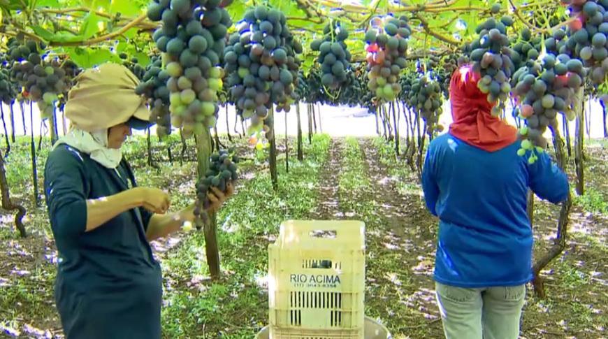 Nova variedade de uva conquista produtores em Jales