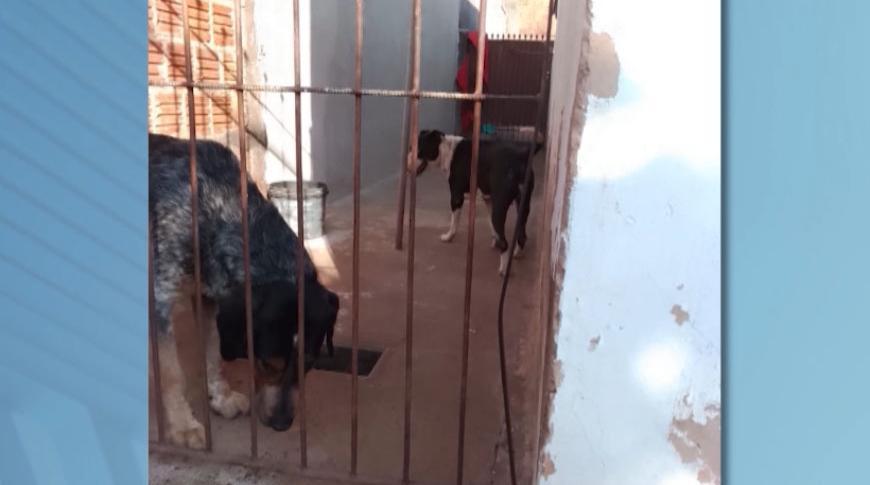 Cães em casa desabitada incomodam vizinhos em Araçatuba