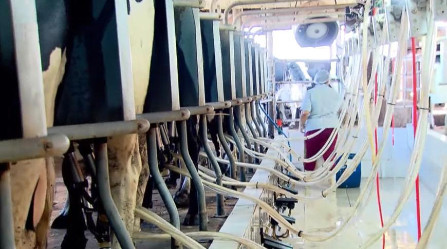 Manejo sustentável reduz custos e amplia a oferta de leite em fazenda de Potirendaba