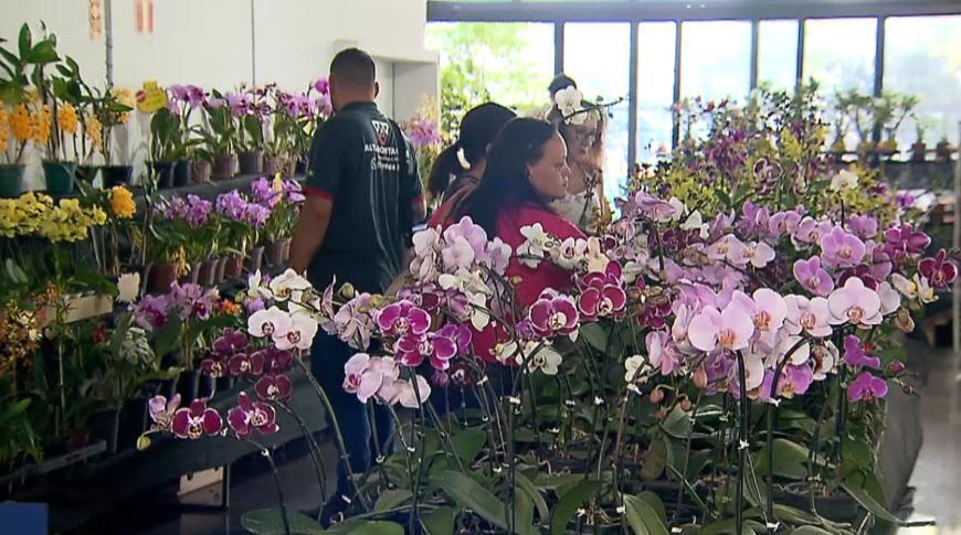 Exposição de orquídeas em Rio Preto