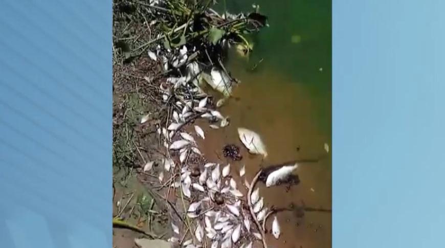 Peixes estão aparecendo mortos nas margens do rio Tietê