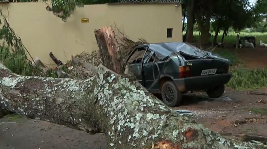 Árvore cai em cima de dois veículos em Rio Preto