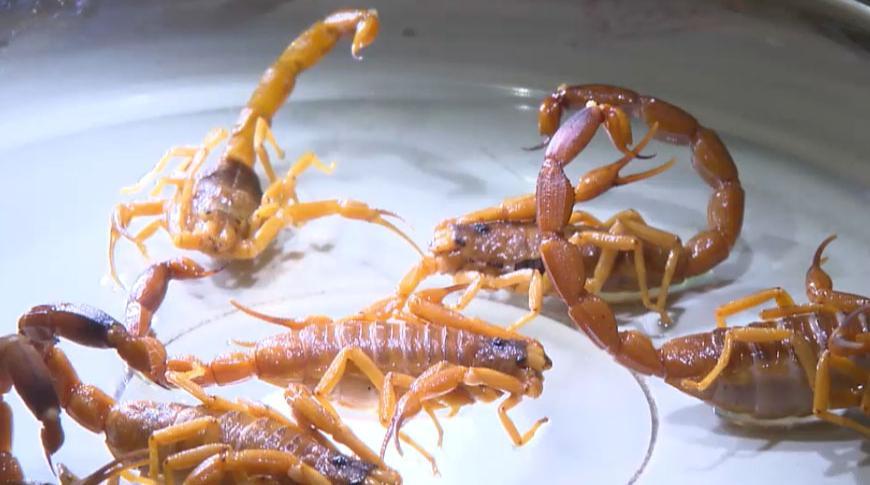 Secretaria da Saúde de Rio preto intensifica ações para combater escorpiões