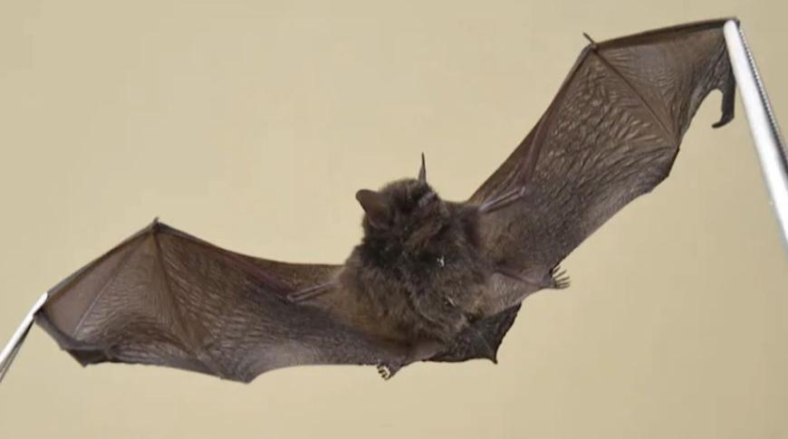 Votuporanga confirma primeiro caso de raiva em morcego