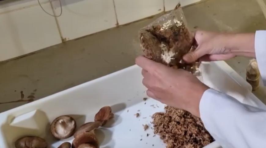 Pesquisadora de Rio Preto cria ração bovina com resíduos de cogumelo