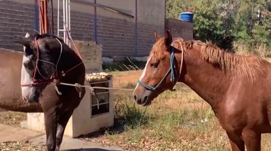 Flagrante de maus tratos a cavalos em Mirassol