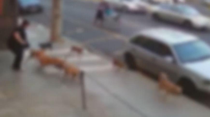 Cães atacam mulher em Rio Preto