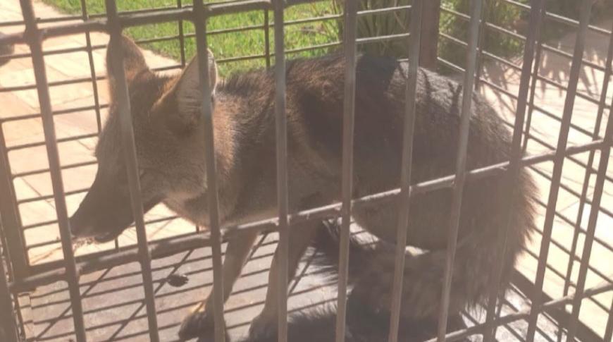 Raposa-do-campo é capturada e devolvida à natureza em Regente Feijó