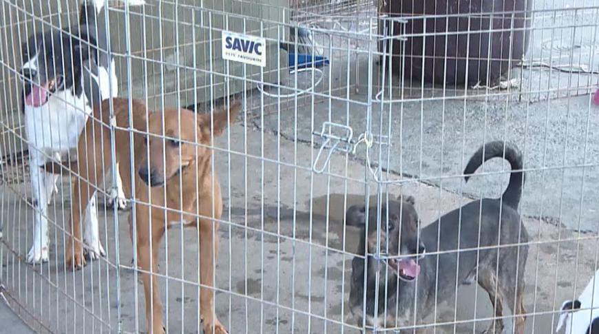 Campanha de adoção aproxima cães maltratados a novos lares em Rio Preto