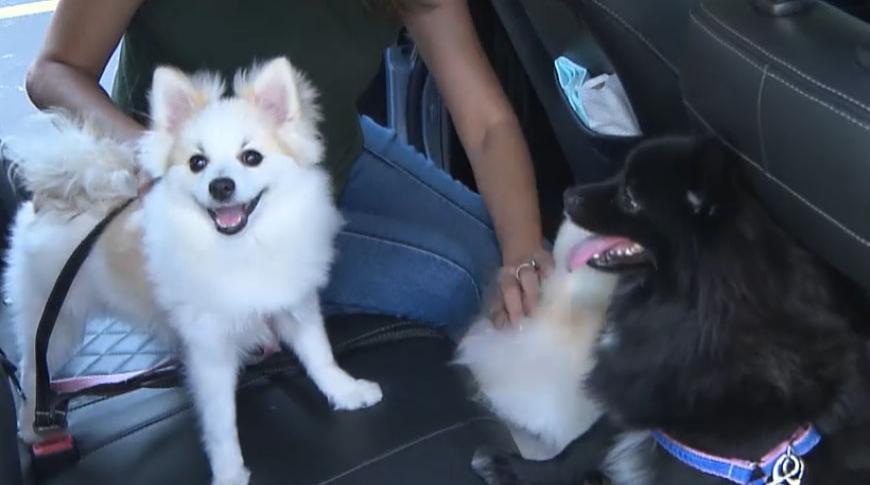 Cuidados para viajar com o pet em segurança