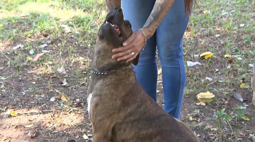 Cachorra arrastada em uma moto em Catanduva, é adotada por uma cuidadora