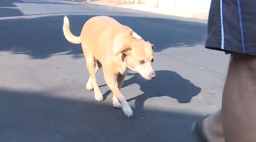 Hoje é o dia do cachorro vira-lata