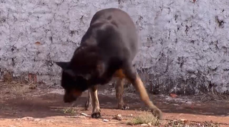 Surto de cinomose em cães preocupa autoridades