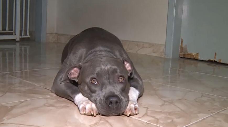 Moradora de Rio Preto pede ajuda para tratamento de cachorra