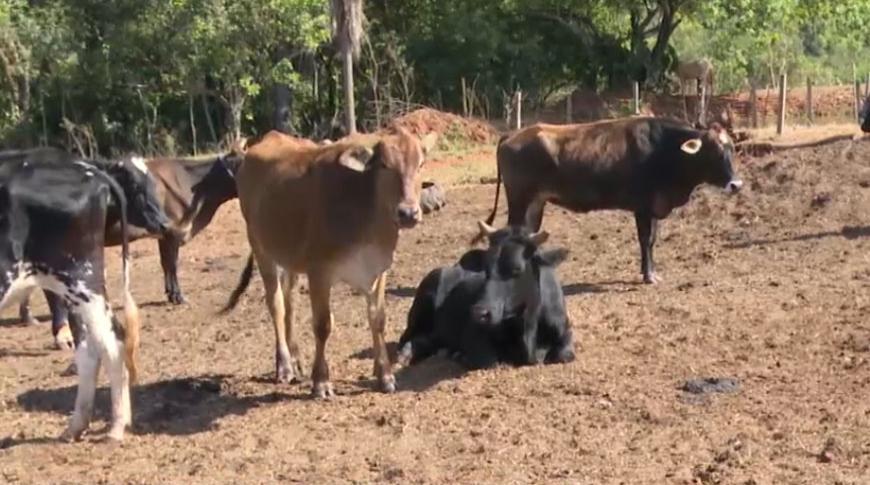 Pecuaristas gastam mais para alimentar o gado