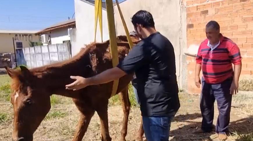 Grupo tenta salvar égua vítima de maus-tratos