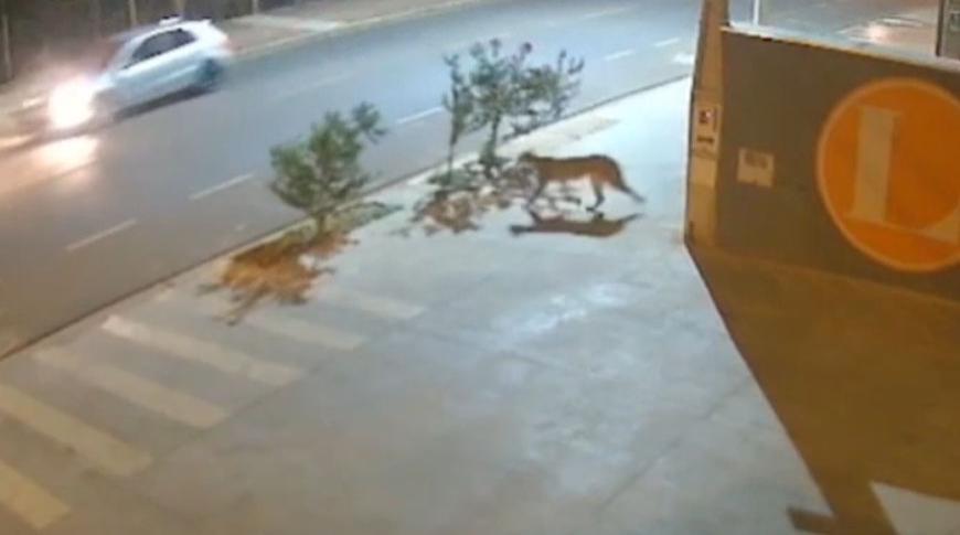 Onça é flagrada em bairro de Rio Preto