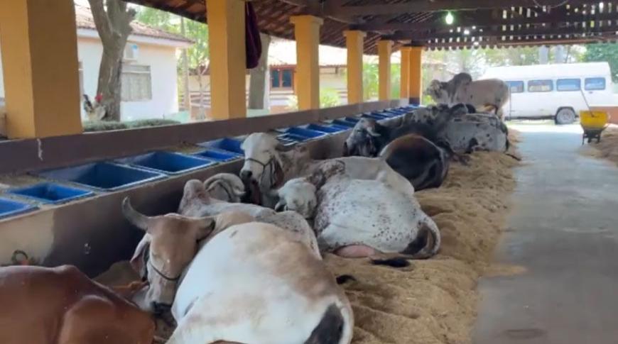 Animais recebem tratamento para o tempo quente