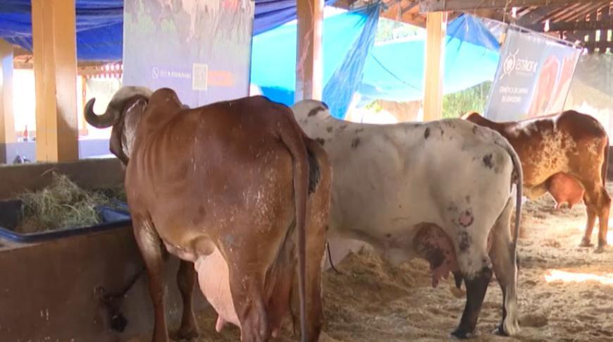 Vaca produz 74 litros de leite em um dia