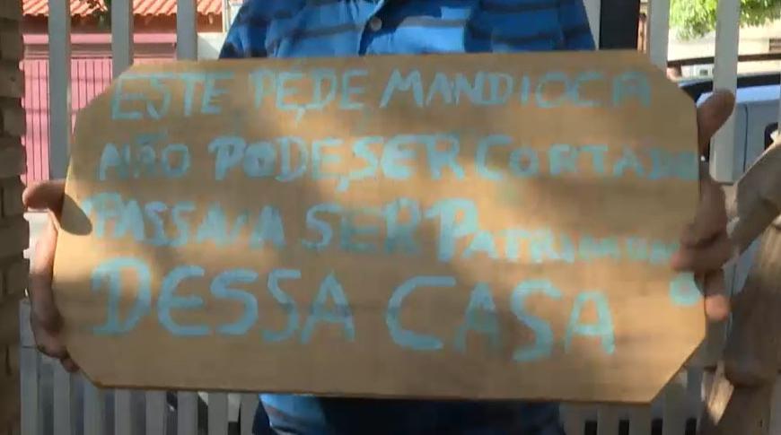 Pé de mandioca gigante é cortado em Bady Bassit