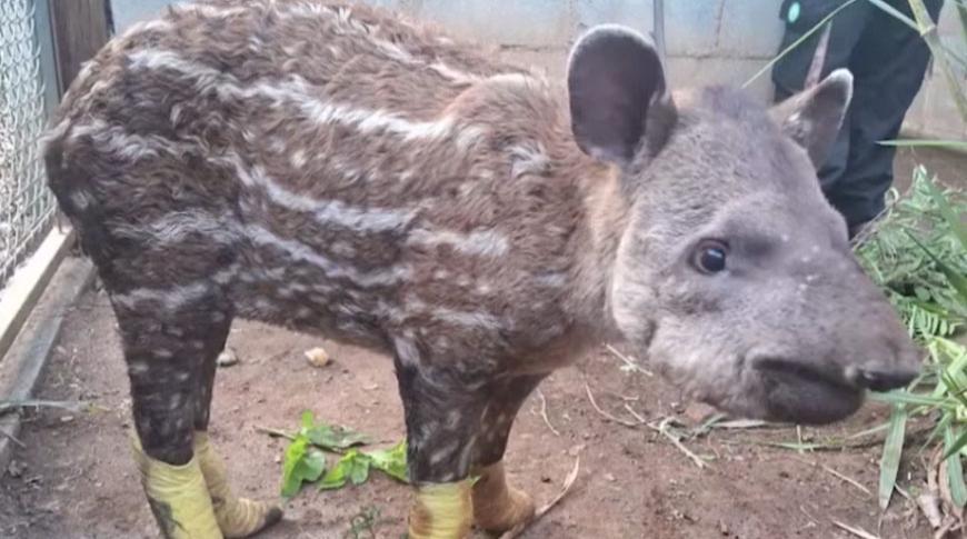 Ong de Araçatuba faz campanha para ajudar animais