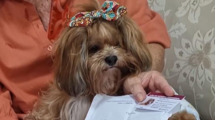 Cães ganham documento para acompanhar tutores