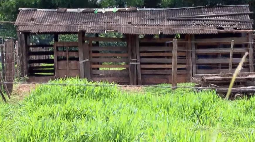 Empresário tem carneiros furtados de propriedade rural