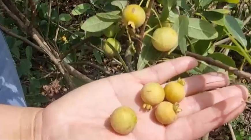 Fruta gabiroba é cultivada em José Bonifácio