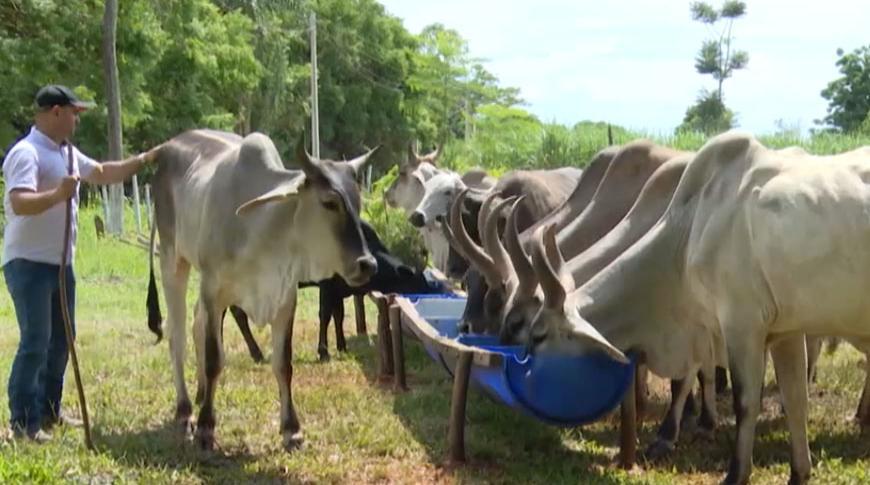 Criador de gado Guzerá produz leite e vende embriões