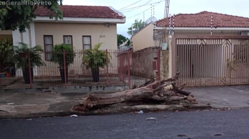 Flagrou Tá na Record, morador reclama de árvore que não foi recolhida