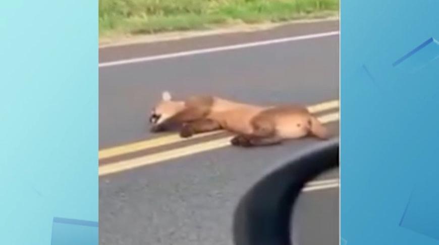 Flagrou Tá na Record, onça é filmada por motoristas