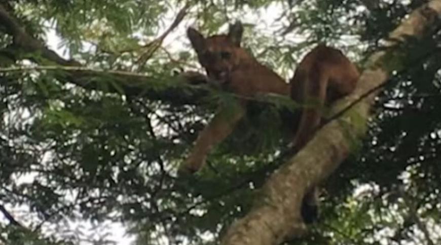 Flagrou Tá na Record, onça é flagrada em cima de árvore