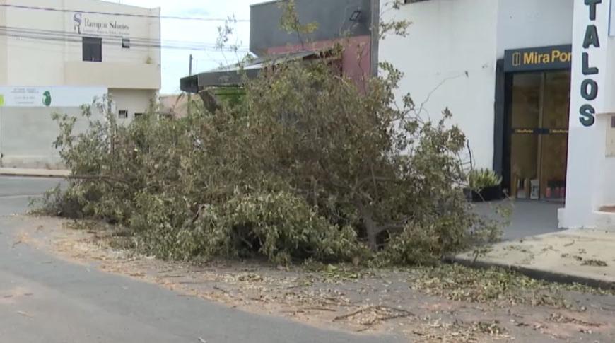 Temporal derrubou árvores em avenidas de Rio Preto