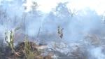 Incêndio atinge área de vegetação em Rio Preto