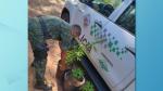 Polícia ambiental apreende pés de maconha em Álvares Machado